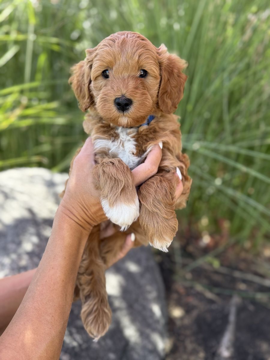 Adorable Mini Goldendoodle Puppies - Ready for Their Forever Homes!