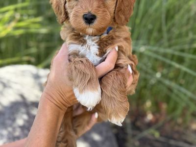 Adorable Mini Goldendoodle Puppies - Ready for Their Forever Homes!
