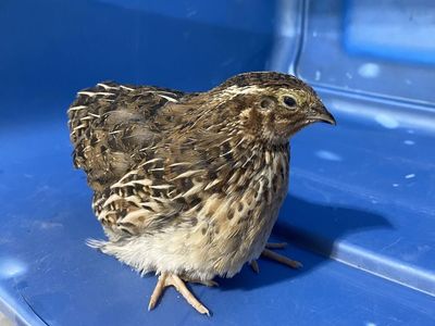 Jumbo Brown Coturnix Quail Males