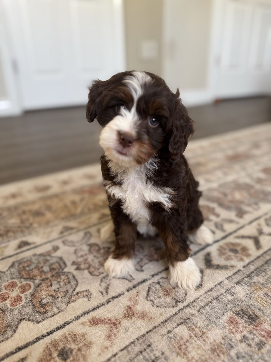 Chocolate Tri Mini Bernedoodle