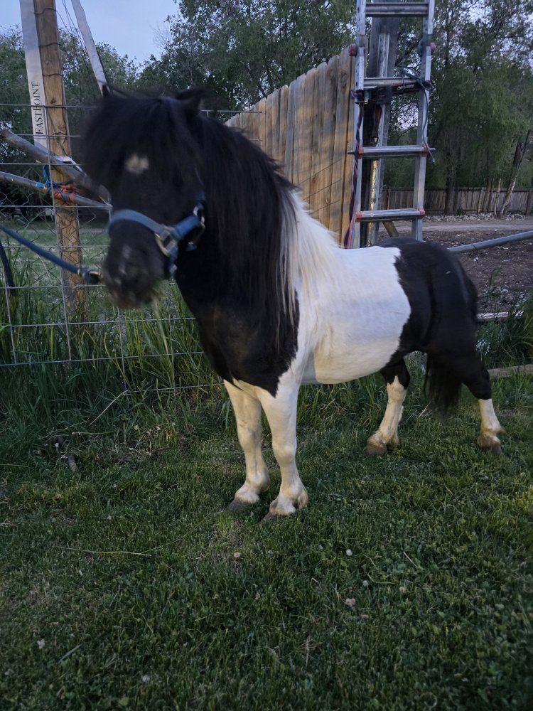 mini pony