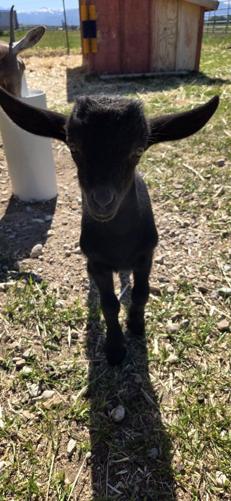 black oberhasli kids