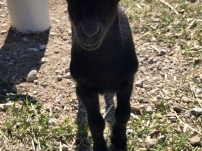 black oberhasli kids