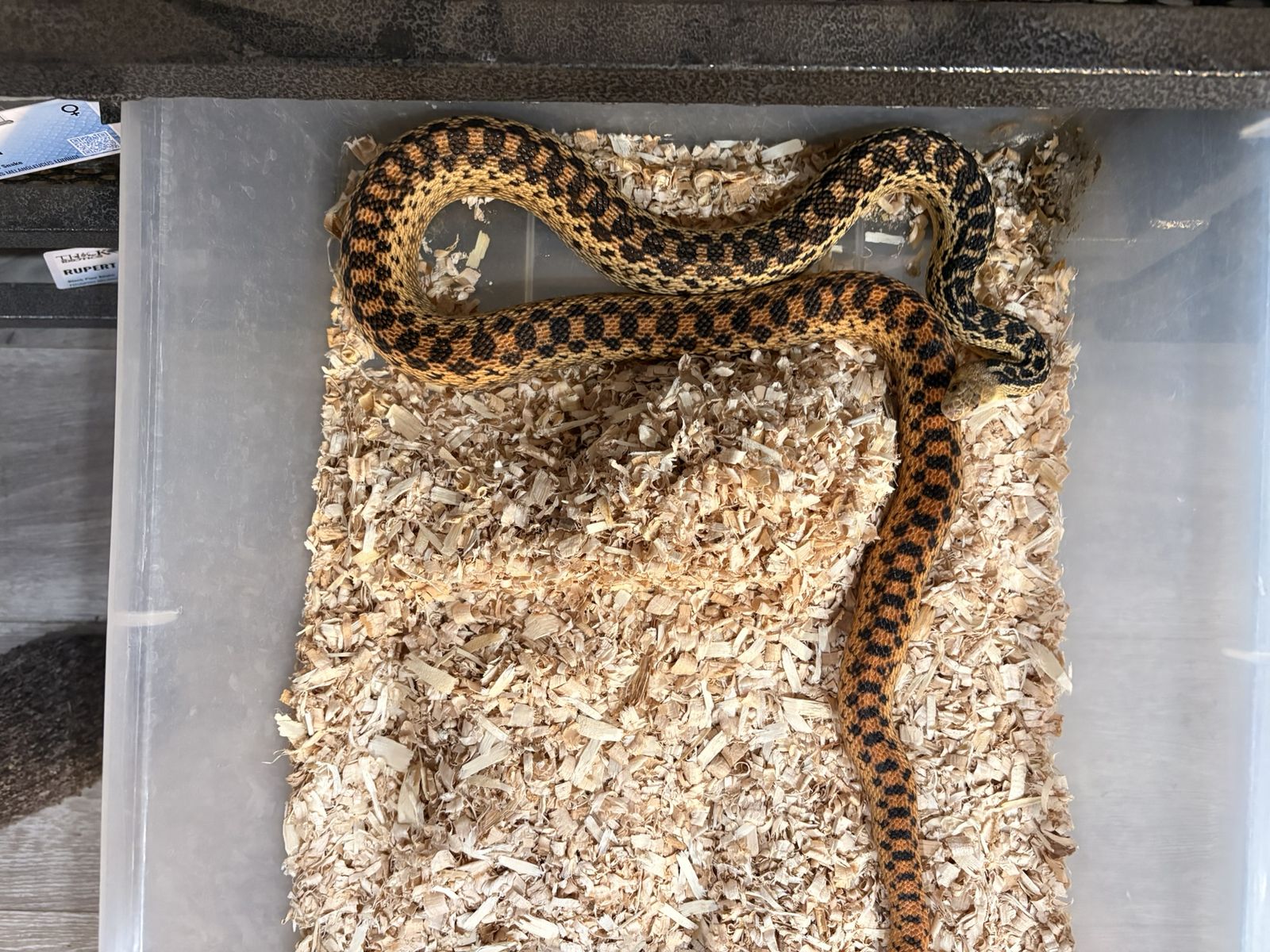 Proven Adult Male Kingsville Red Bullsnake