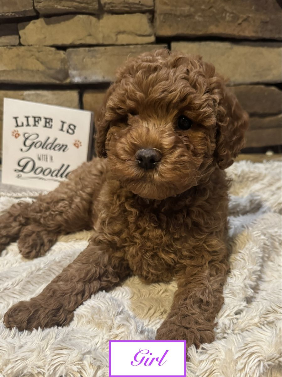 Mini Goldendoodle Puppies - Ready Now