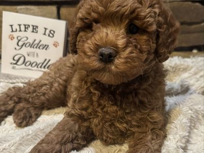 Mini Goldendoodle Puppies - Ready Now
