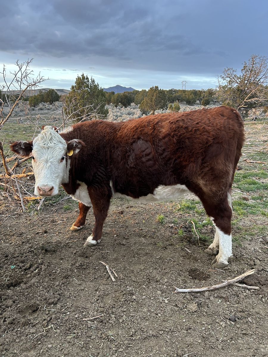 Hereford cow and calf pair