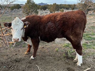 Hereford cow and calf pair