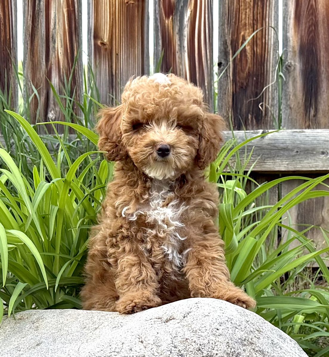 Ready(m)PuppyGoldendoodleENS&PuppyCultureTrain