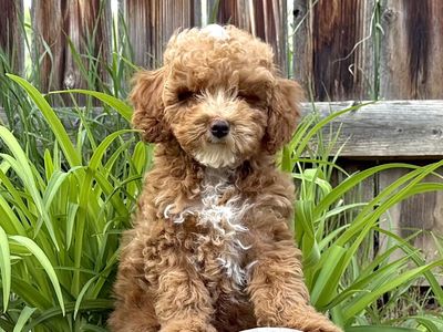Ready(m)PuppyGoldendoodleENS&PuppyCultureTrain