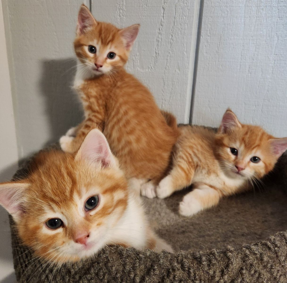 Adorable Orange Tabby Kittens - Playful, Litter Trained, Ready for Adoption
