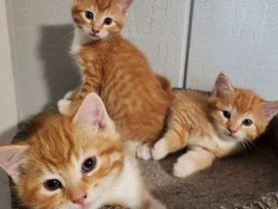 Adorable Orange Tabby Kittens - Playful, Litter Trained, Ready for Adoption