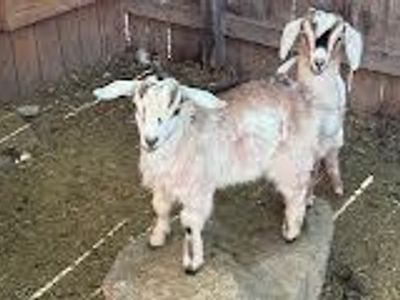 8 week old baby nubian