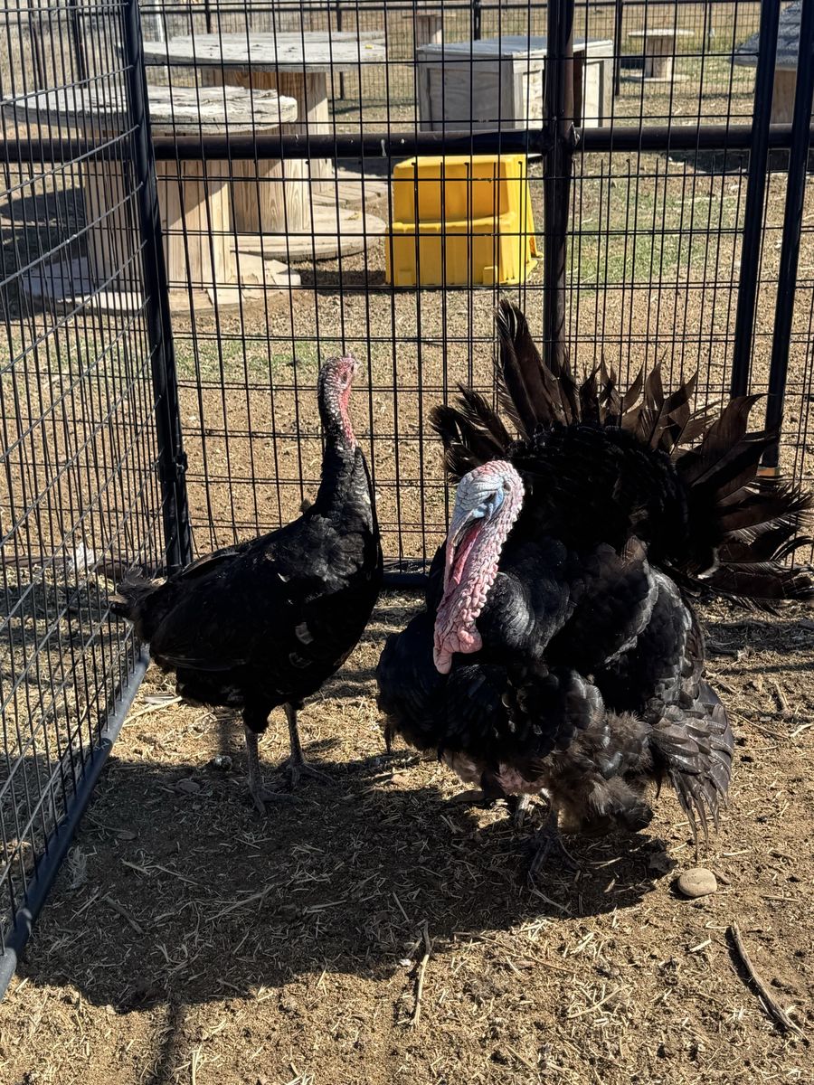 About a year old hen and tom turkey