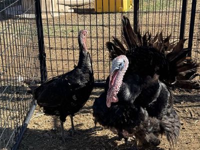 About a year old hen and tom turkey