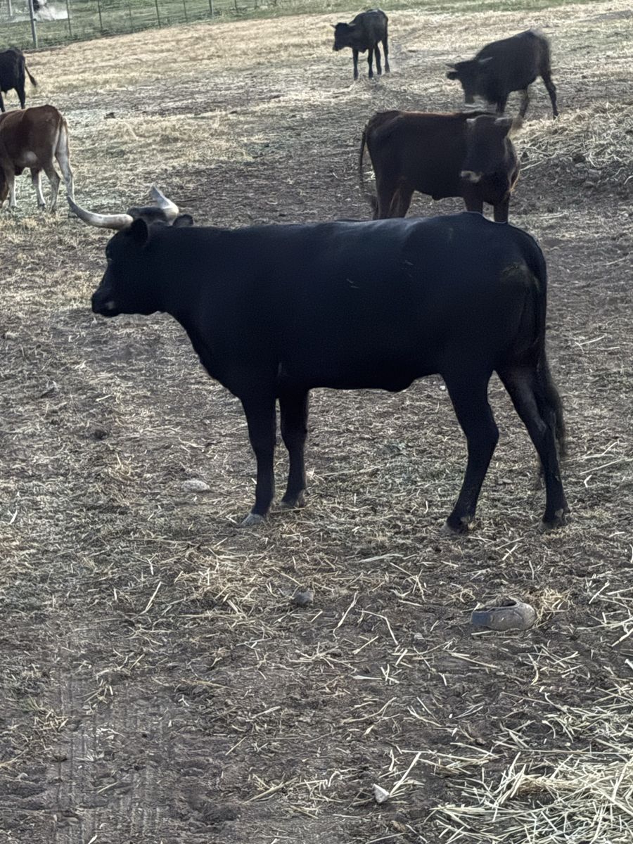 Corriente cow