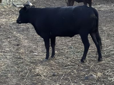 Corriente cow