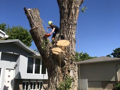 Tree Service *Free Estimates*