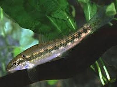 Chinese Algae Eater