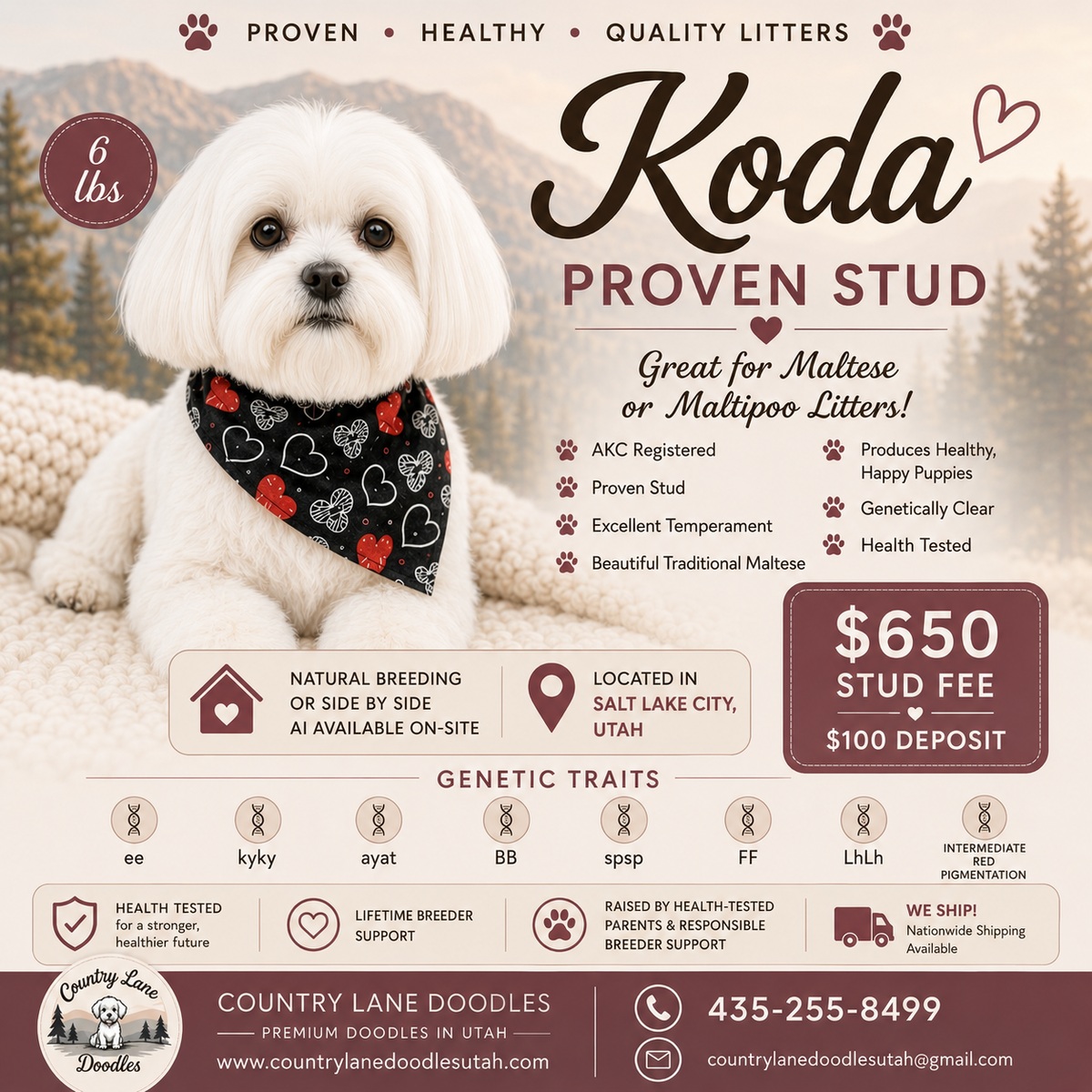 AKC Maltese Stud Service | Proven Stud | 6 lbs | Maltese & Maltipoo Litters