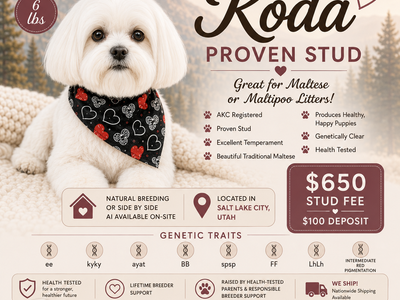 AKC Maltese Stud Service | Proven Stud | 6 lbs | Maltese & Maltipoo Litters