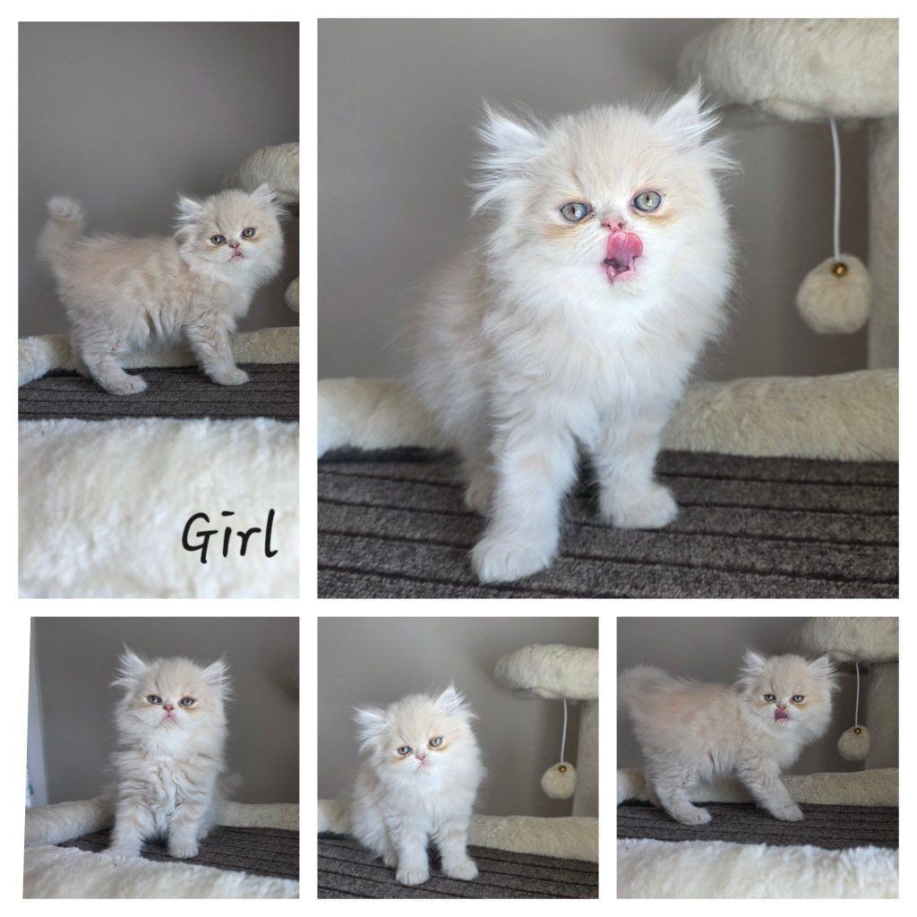 Purebred Persian kittens! (8 weeks old)