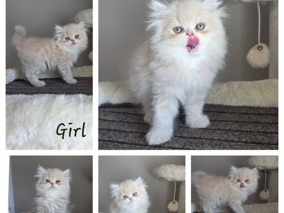 Purebred Persian kittens! (8 weeks old)