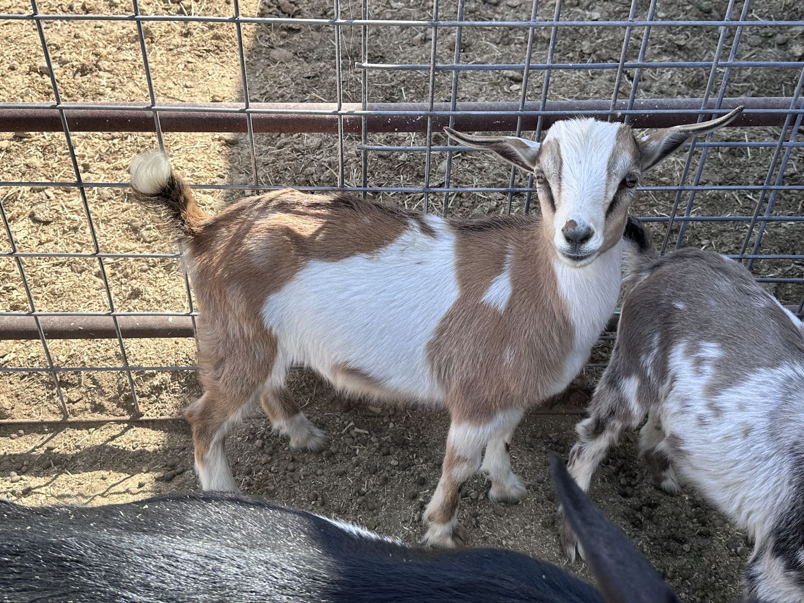 Nigerian Dwarf Goats