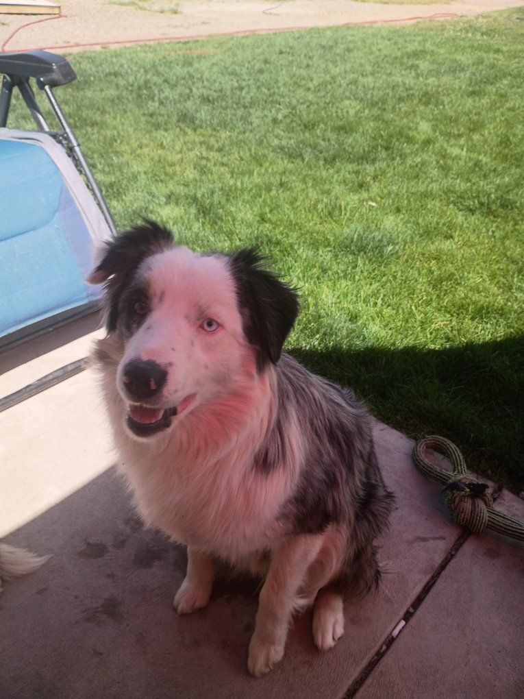 Australian shepherd