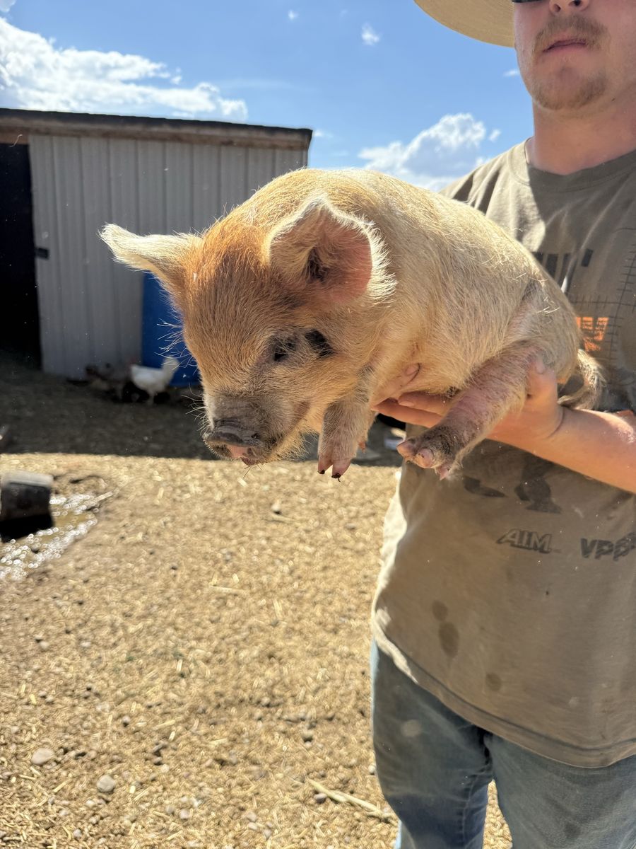 KUNE KUNE PIGLETS