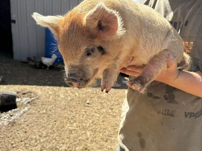 KUNE KUNE PIGLETS