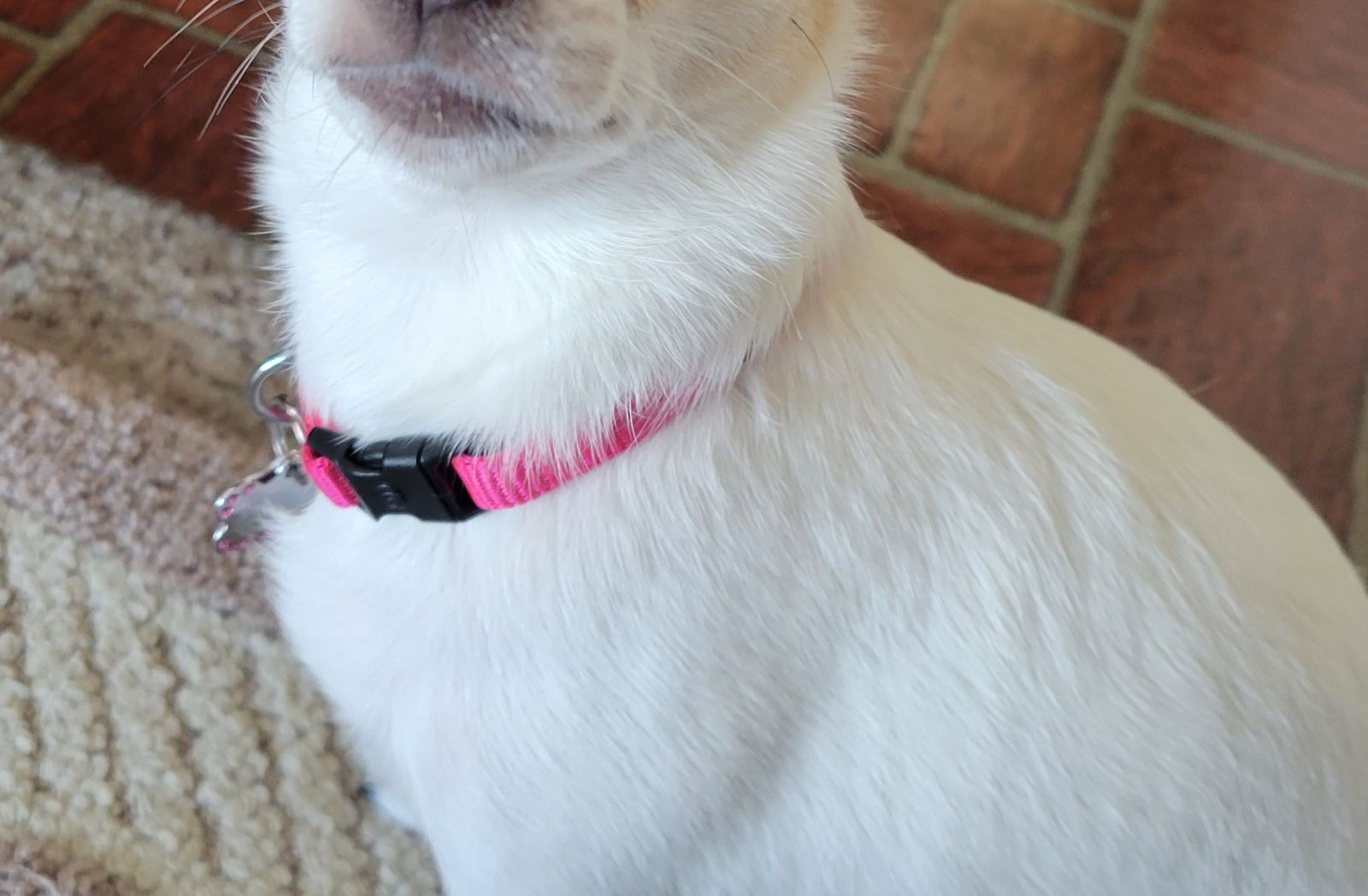 Blueberry Pet Classic French Pink Dog Collar (XS)