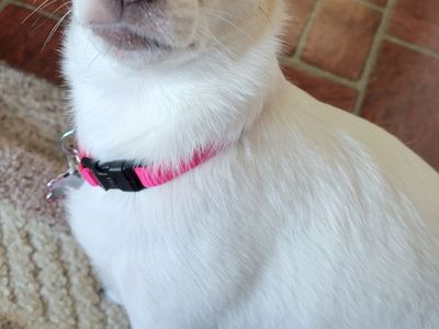 Blueberry Pet Classic French Pink Dog Collar (XS)