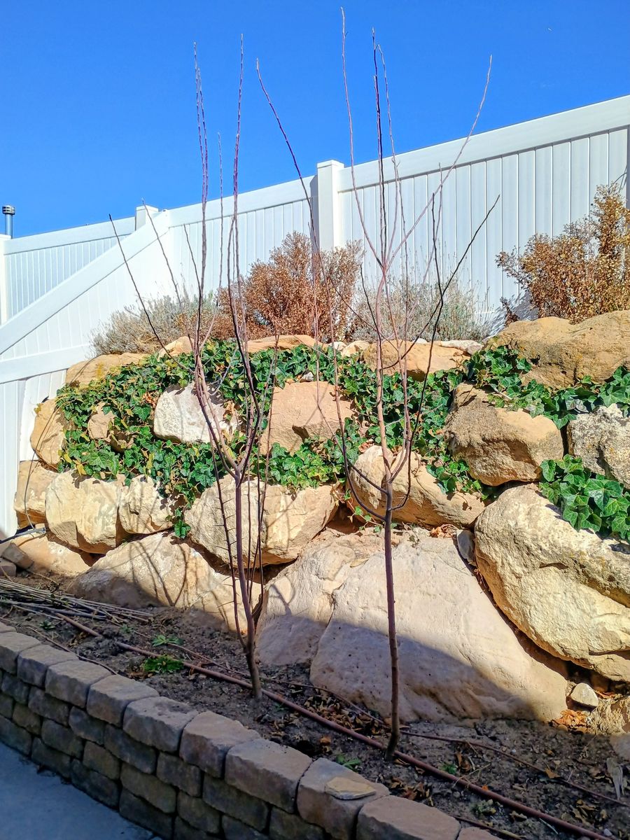 2 Free Apple Saplings