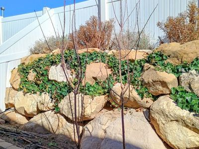 2 Free Apple Saplings