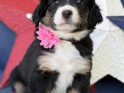 Miniature Australian Shepherd (Mini Aussie) puppies