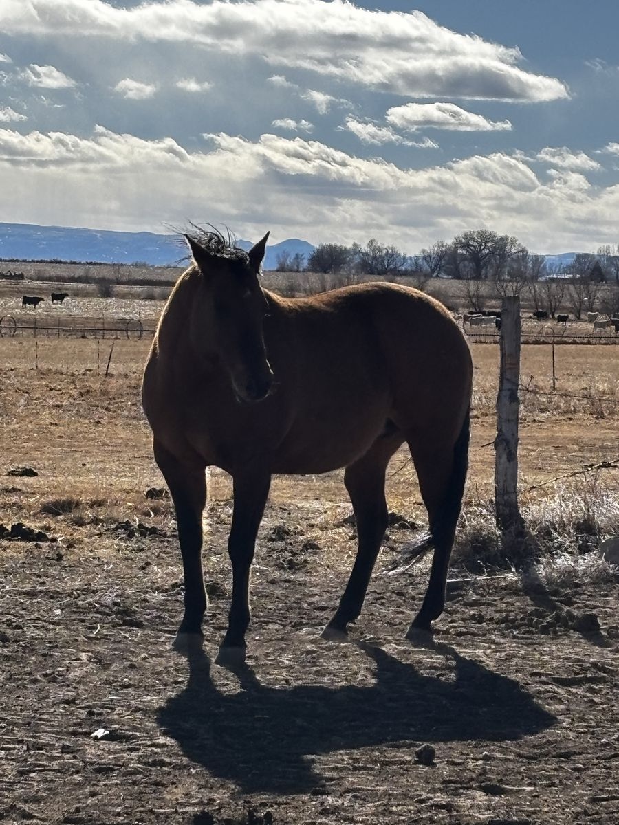 17 yr old buskin bay broodmare