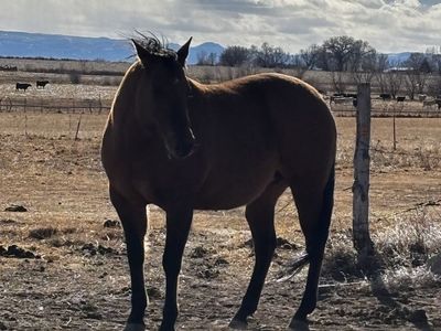 17 yr old buskin bay broodmare