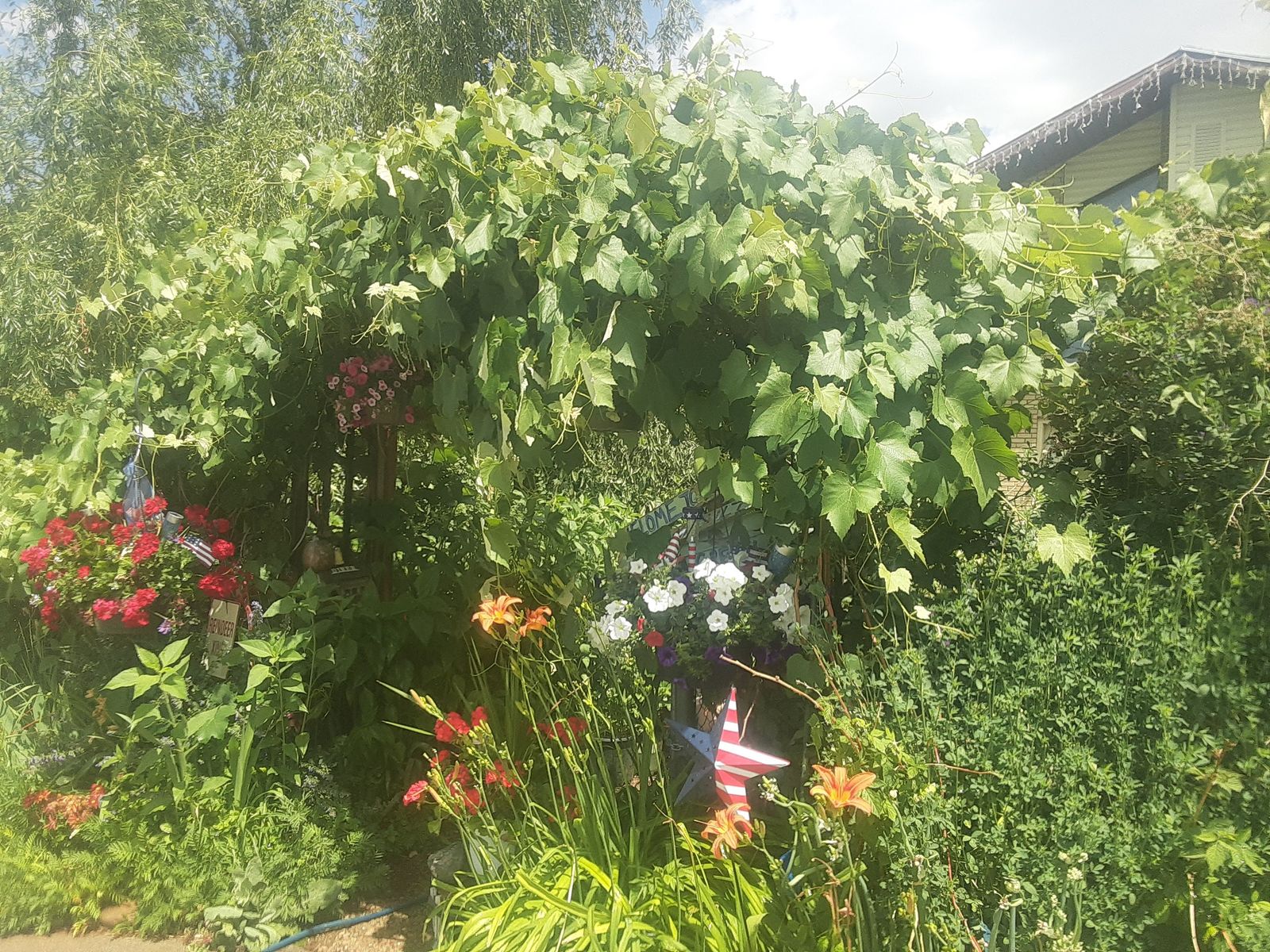 Self Sustainable Food Forest Workshop today for pest, disease , weed free fruit trees,berries, vines, beneficial plant Guilds