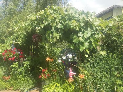 Self Sustainable Food Forest Workshop today for pest, disease , weed free fruit trees,berries, vines, beneficial plant Guilds