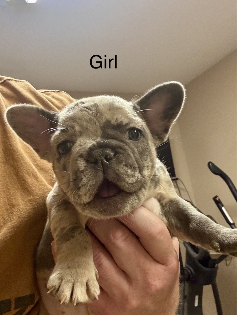 AKC French Bulldog Puppies- various priced