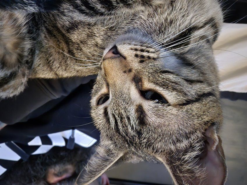 ISO female tabby kitten