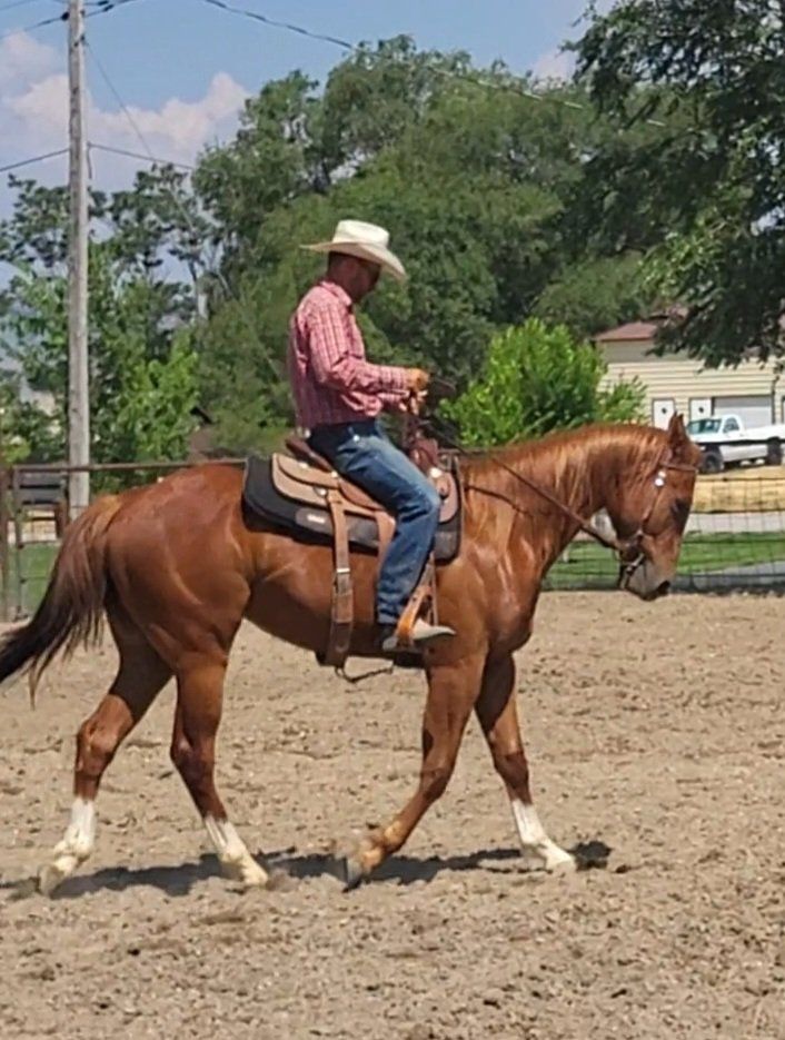 PC Redwood Manny oo Bully Bullion daughter 2 yr old colt