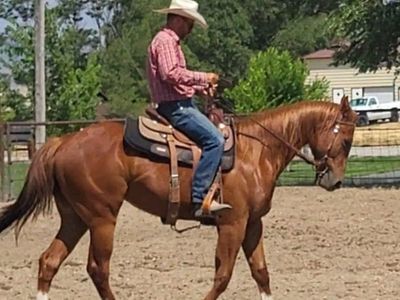 PC Redwood Manny oo Bully Bullion daughter 2 yr old colt
