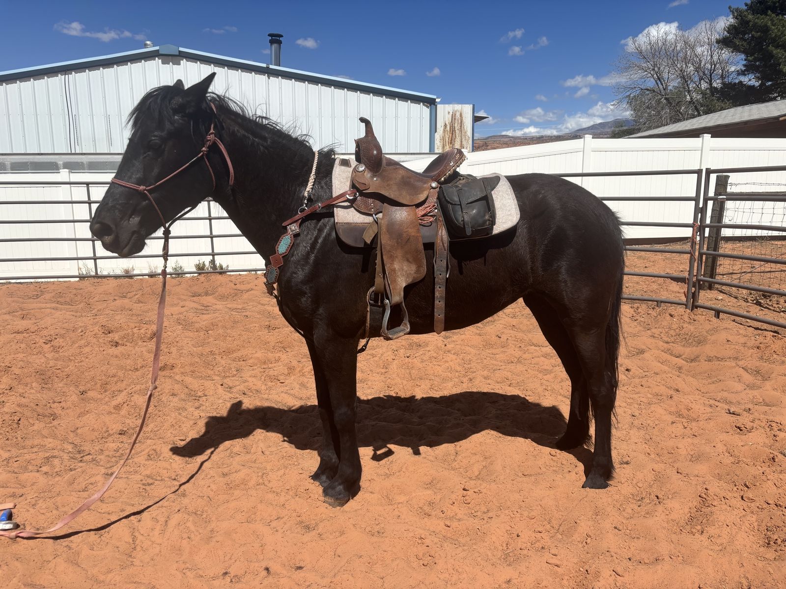 3 year old Grade mare