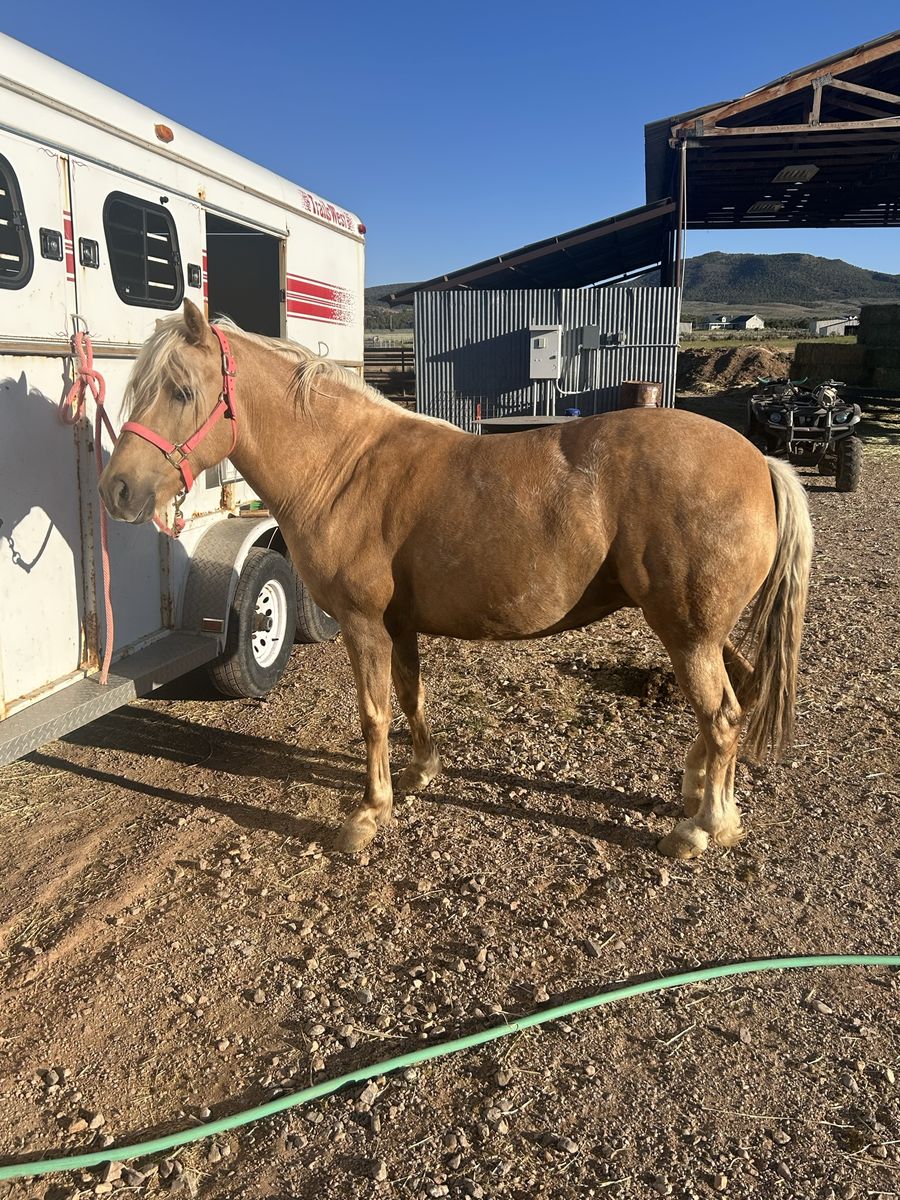 4 yr Old Palomino Mare