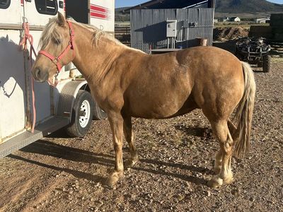 4 yr Old Palomino Mare