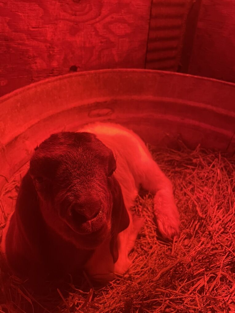 ISO Boer Bottle Baby