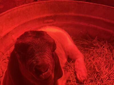 ISO Boer Bottle Baby