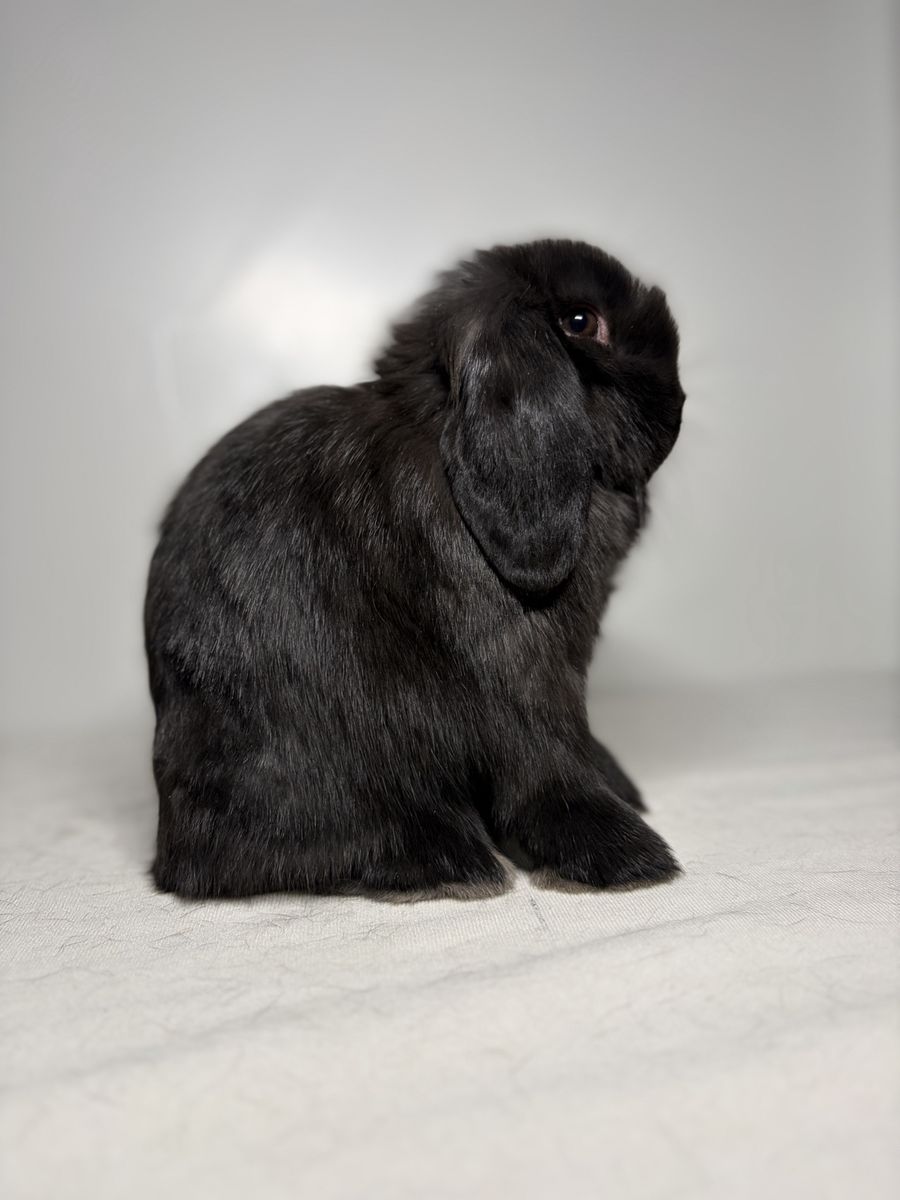Holland lop doe